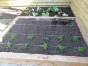 Image of Raised Vegetable beds