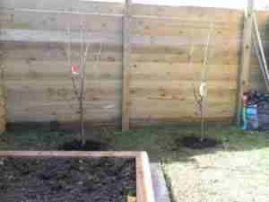 Image of Fruit trees