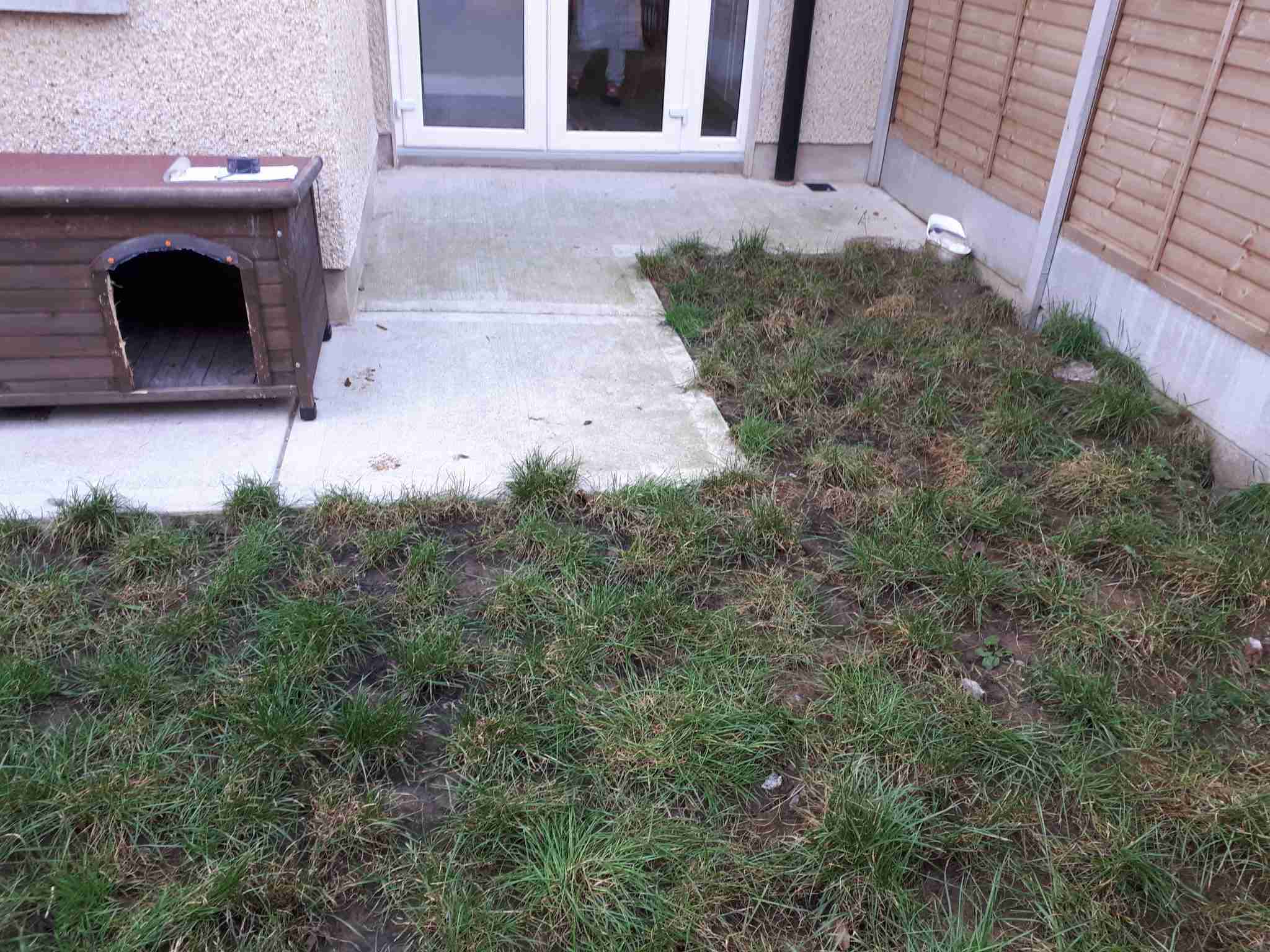 Image of lawn in poor condition, patchy due to animals and wet weather