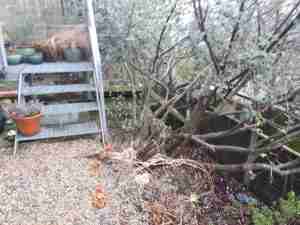 Image of overgrown and unusable garden space