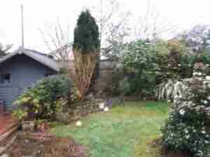Image of an overgrown mature garden with cluttered space.