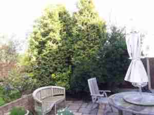 Image of Position of new proposed bed with overgrown conifers