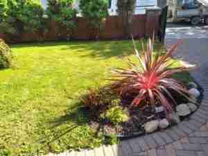 View of the mossy and weedy lawn with static tired conifers at boundary edge.