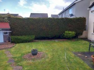 Image of difficult to maintain Leylandii hedging